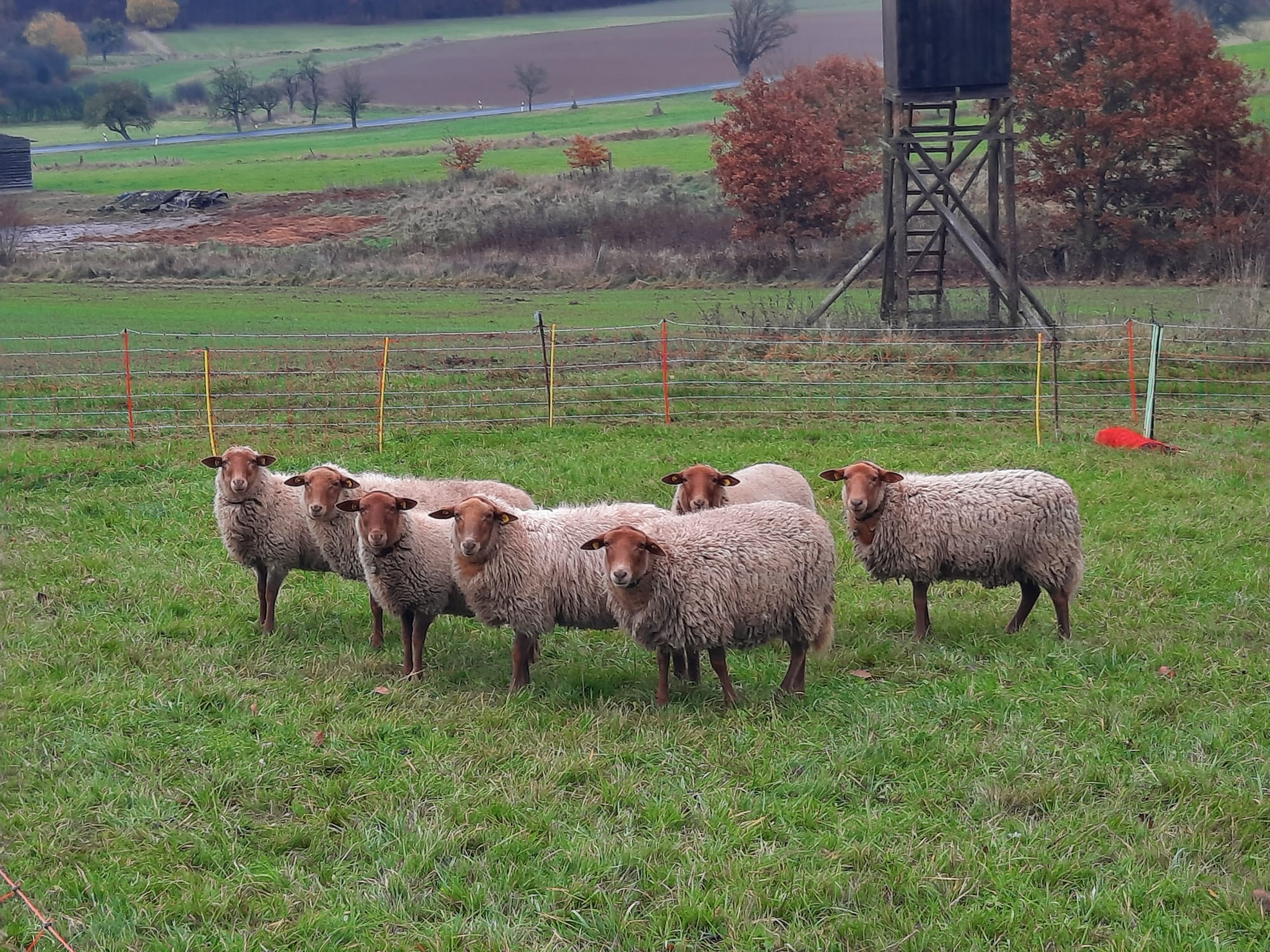 Umzug auf die Frische-Wiese