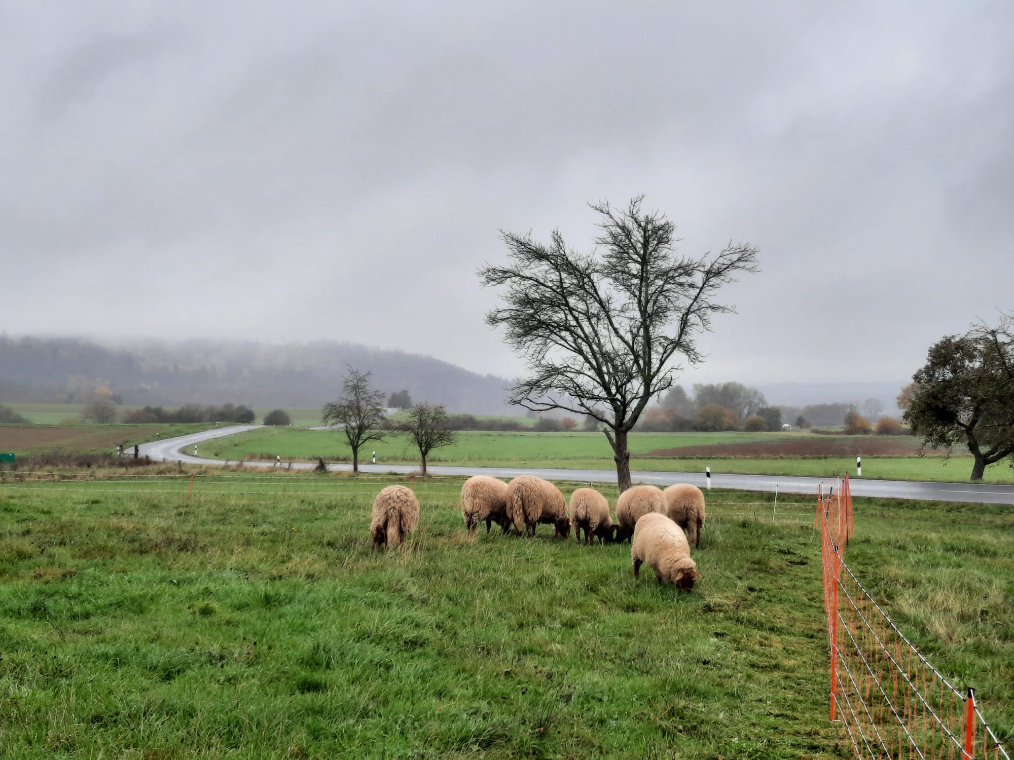 Frisches Grün für unsere Herde