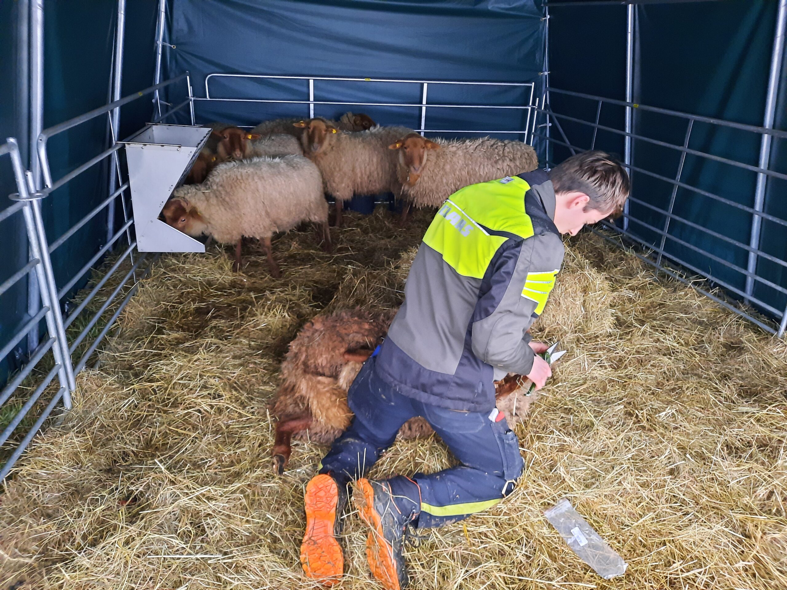 Gesunde Klauen – glückliches Schaf