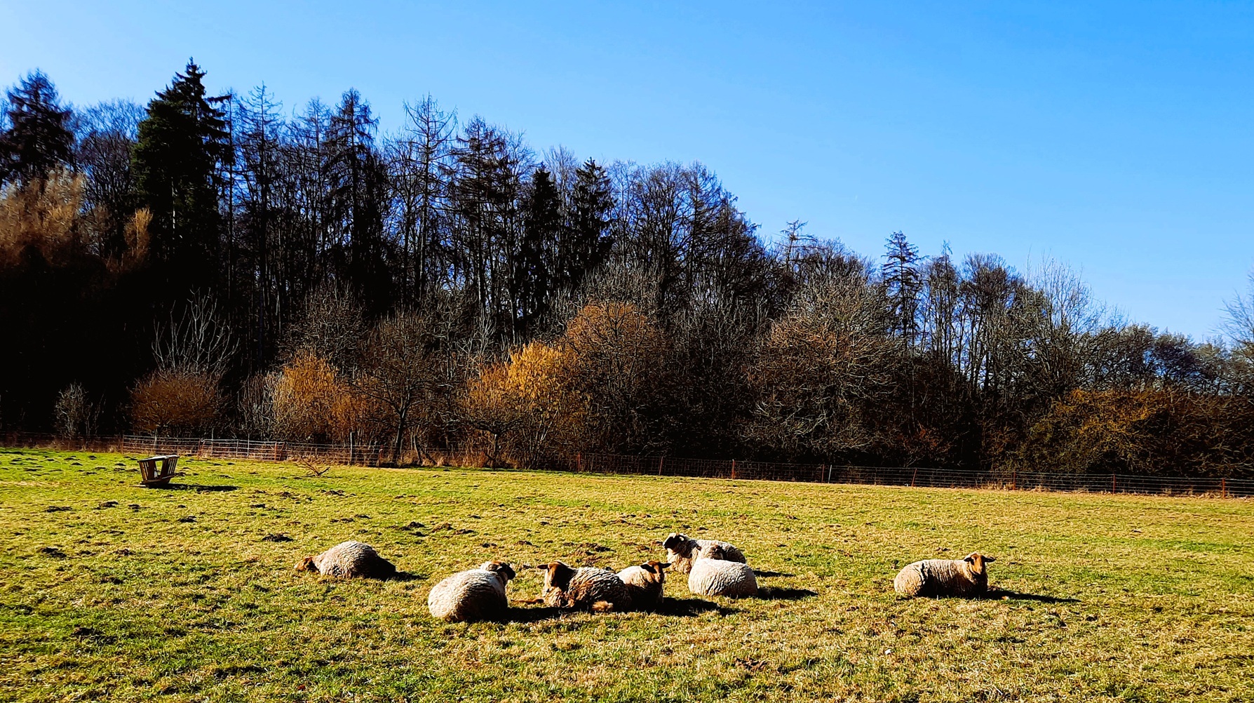 Schafe dösen in der Frühlingssonne