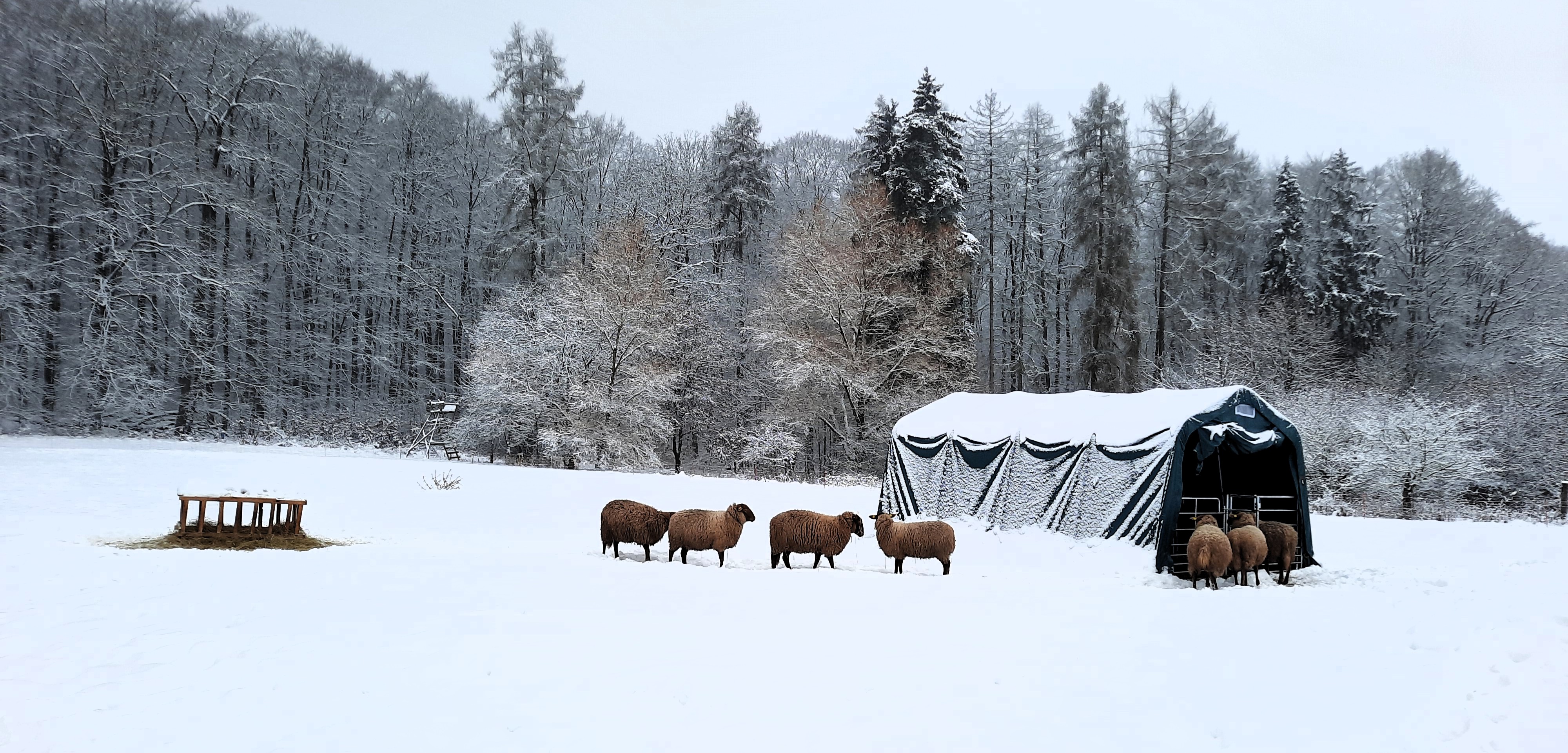 Schafe zwischen Futterraufe und Weidezelt