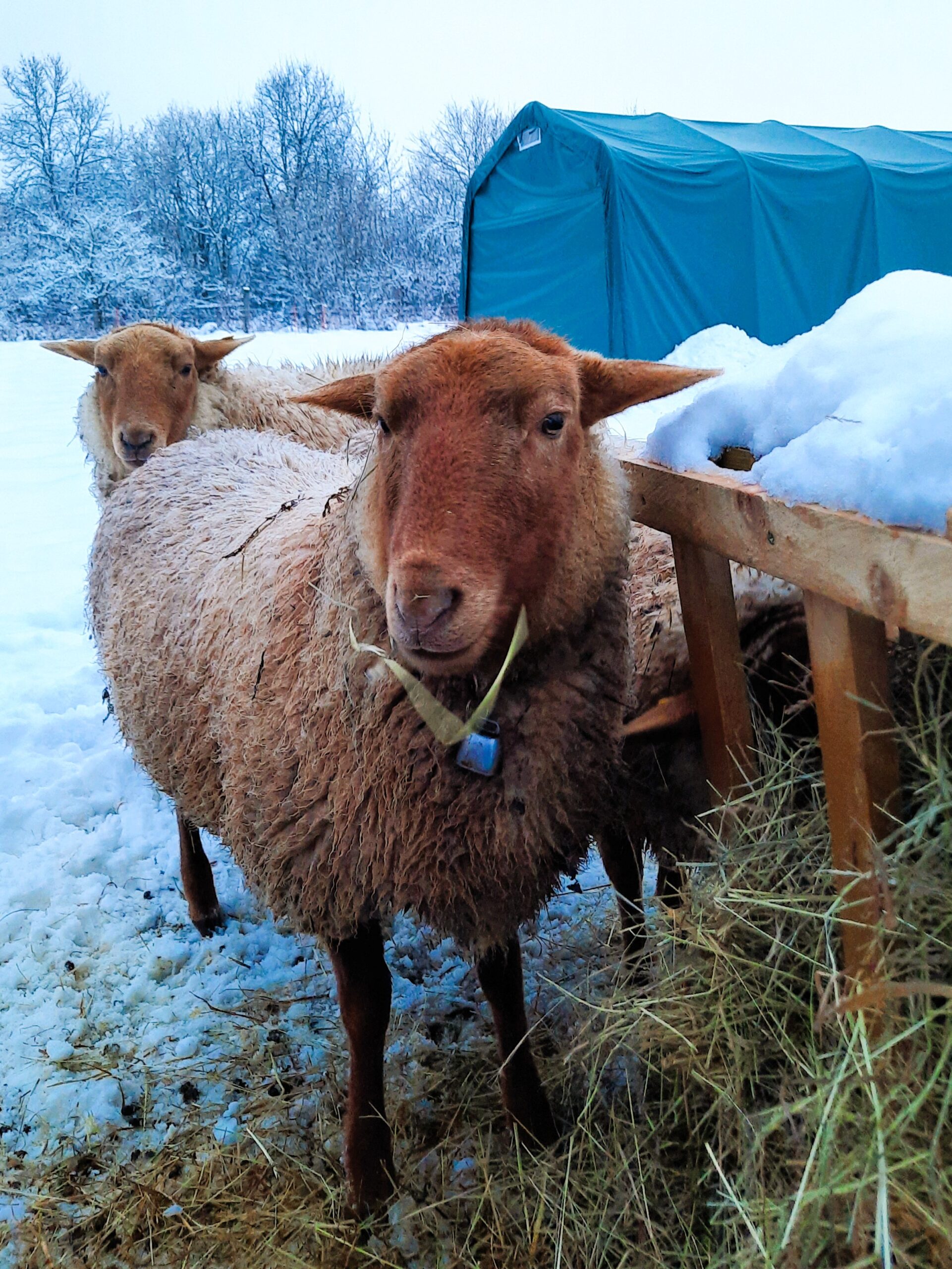 Winterfest im goldenen Vlies