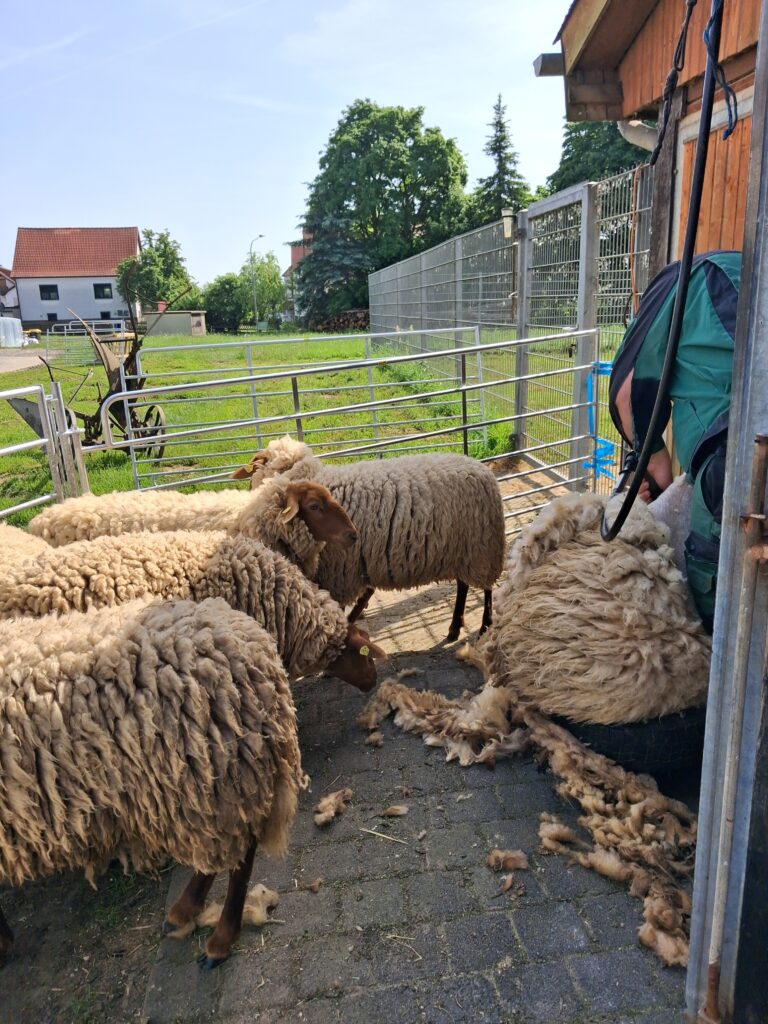 Schafe scheren